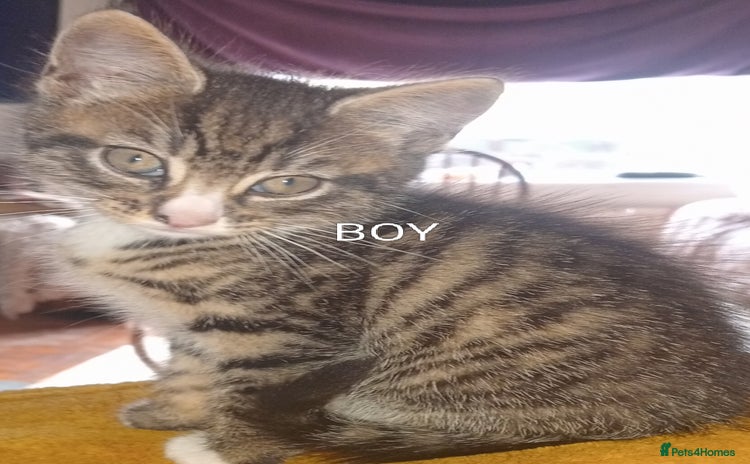 Bengal cats - Advert 1