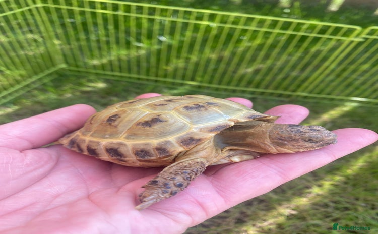 Tortoise reptiles - Advert 2