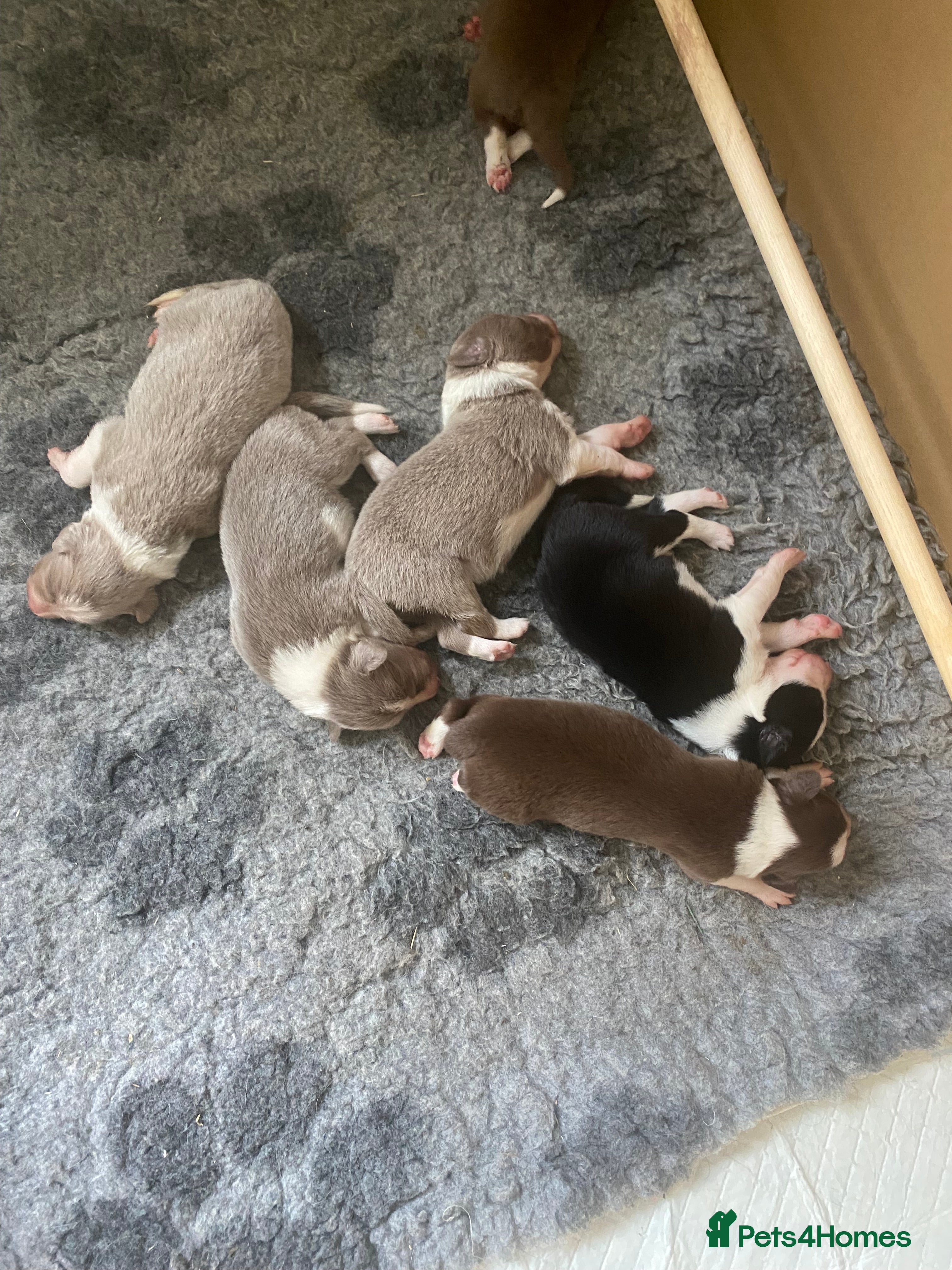 Border Collie dogs Stunning collie pups - Advert 2