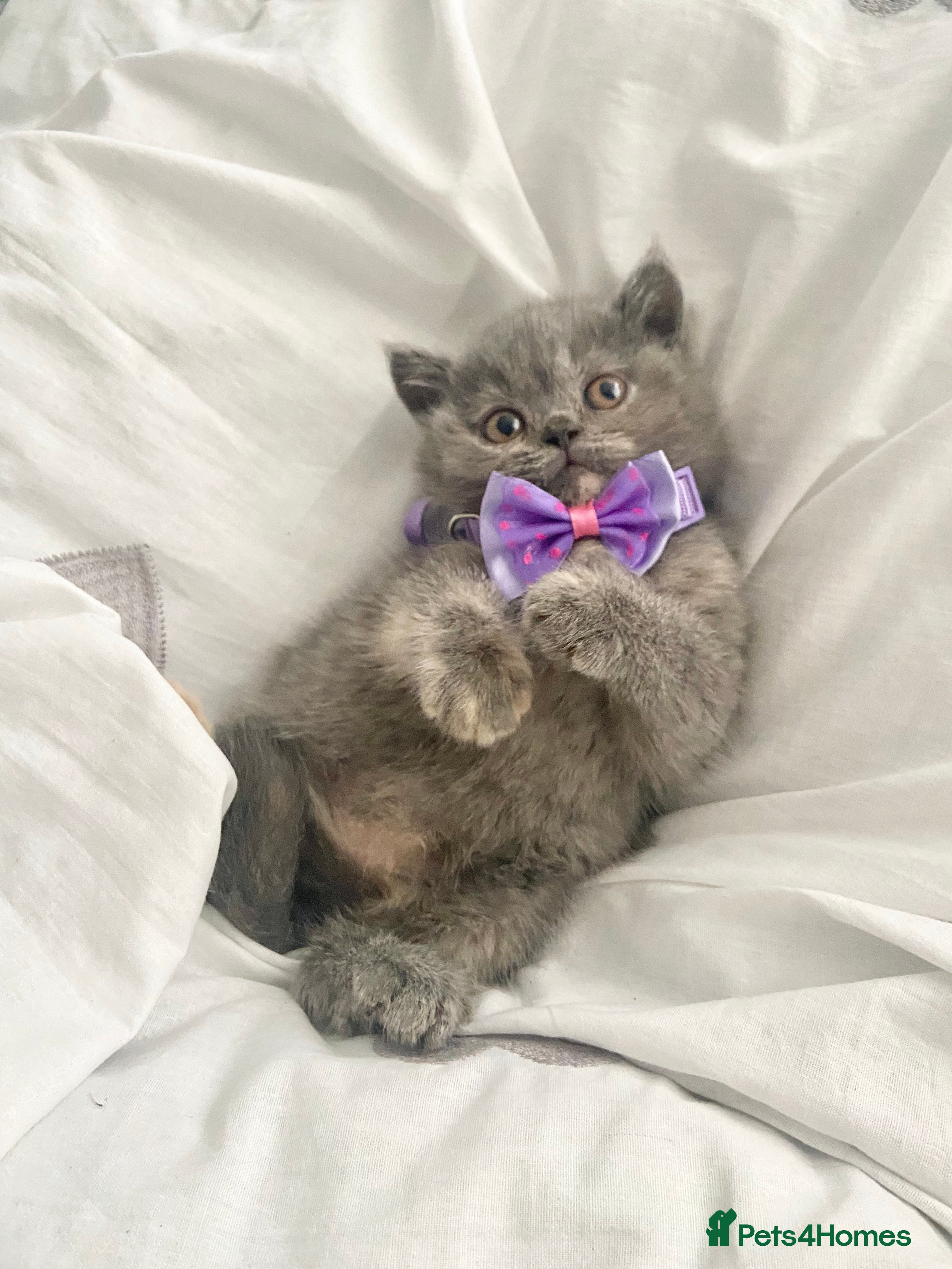 British Shorthair cats ⭐️ British Shorthair blues girls ⭐️ - Advert 5