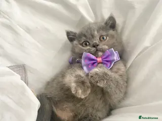 British Shorthair cats ⭐️ British Shorthair blues girls ⭐️ - Advert 5