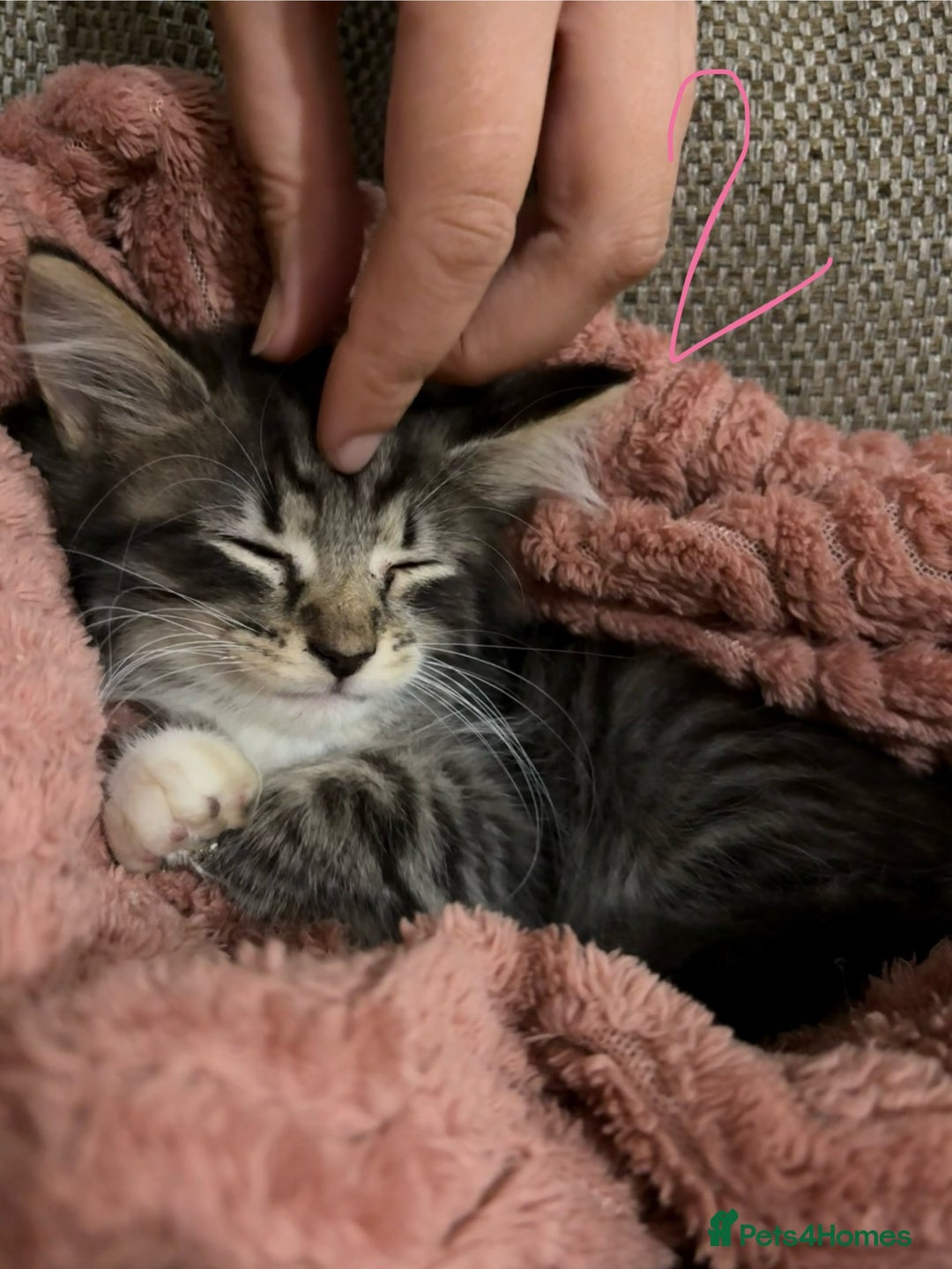 Mixed Breed cats for sale: 3 beautiful female kittens  - Image 13