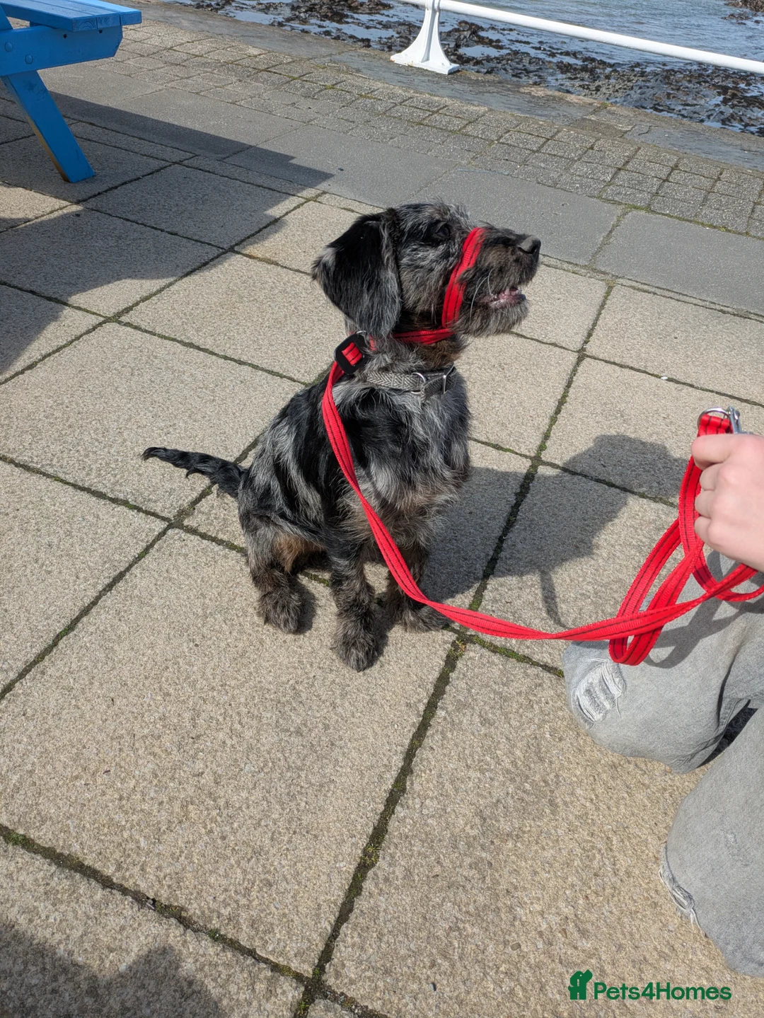 Labradoodle dogs for sale: Fully male labradoodle - Advert 6