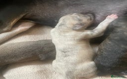 Mixed Breed dogs for sale: Stunning saluki greyhound puppies!  - Image 5