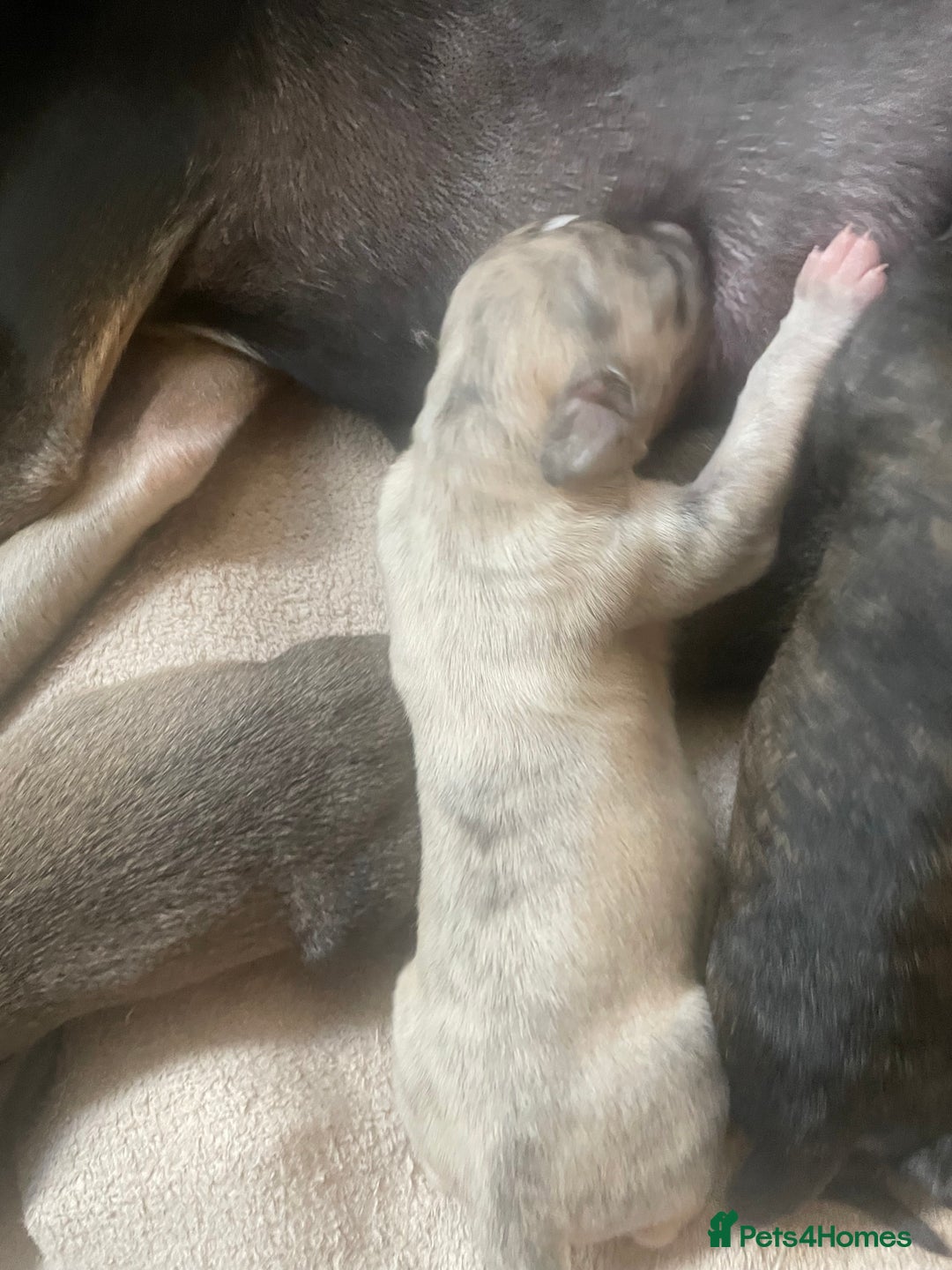 Mixed Breed dogs for sale: Stunning saluki greyhound puppies!  - Image 5