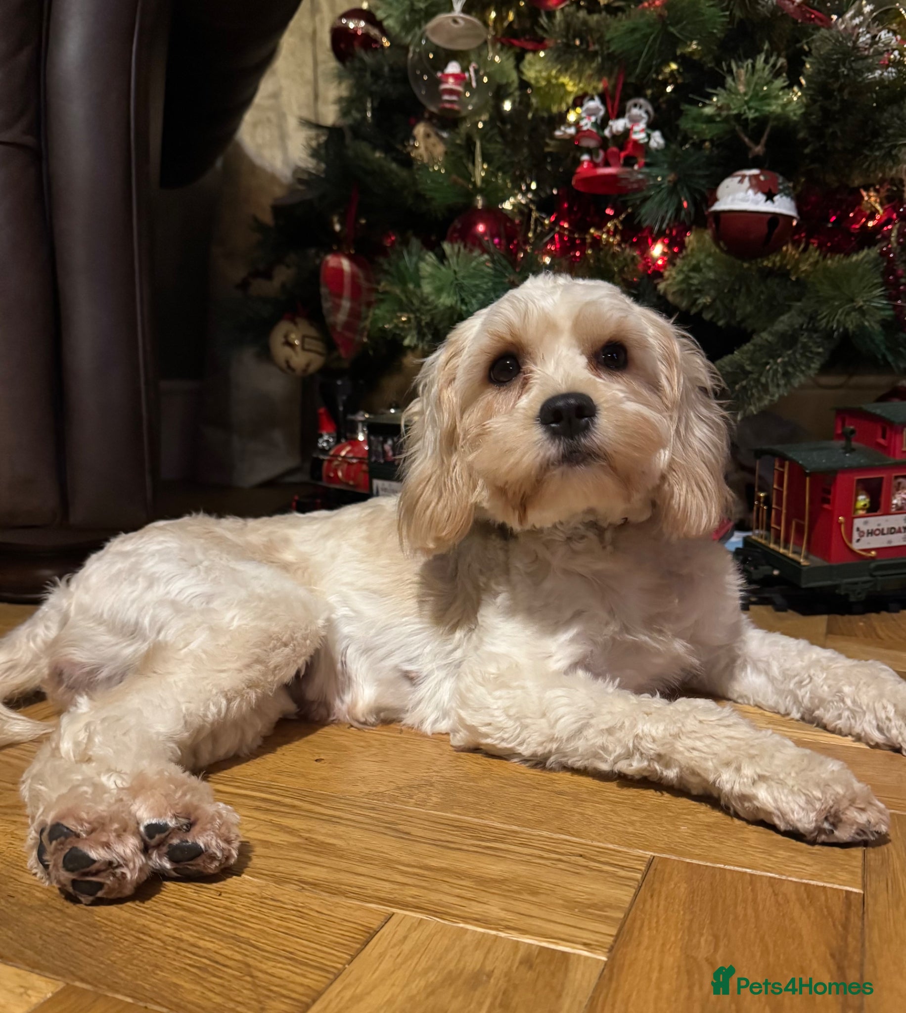 Cavapoo dogs for sale: 🐾 F1b cavapoos 🐾 - Advert 4