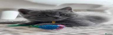 Yellow collar