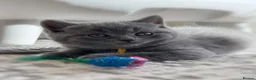 British Shorthair cats for sale: Beautiful British Shorthair Kittens 🐾 - Advert 16