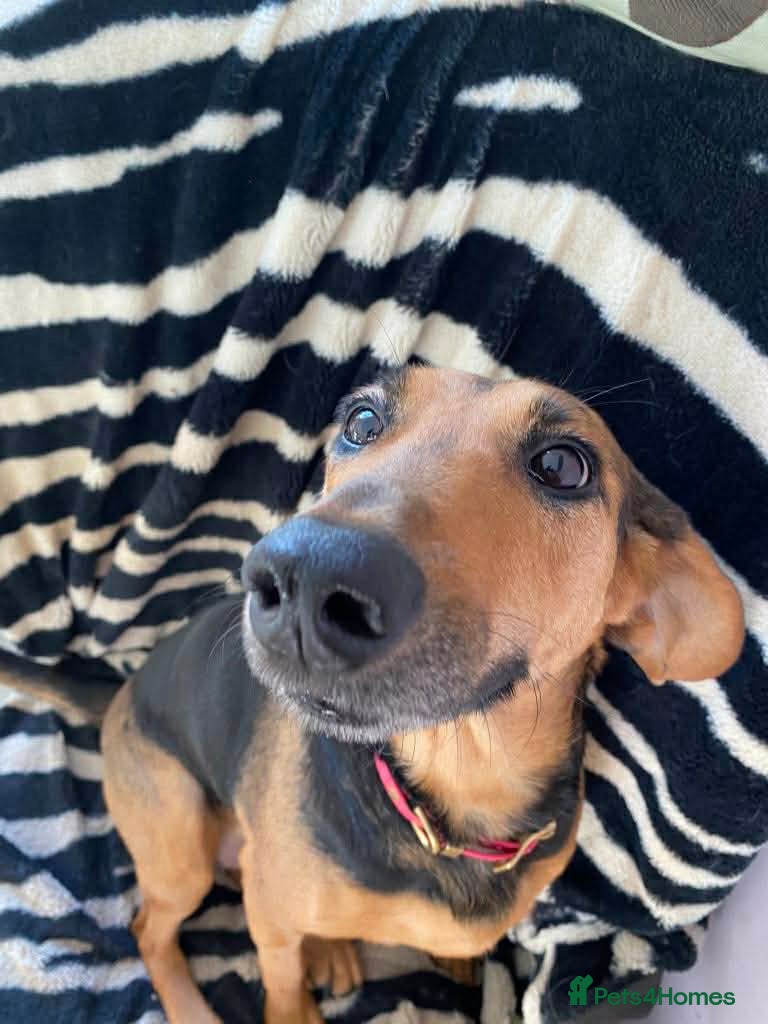 Mixed Breed dogs Bonnie is a beautiful 4.5 year old Jura - Advert 11