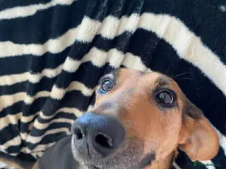 Mixed Breed dogs Bonnie is a beautiful 4.5 year old Jura - Advert 9