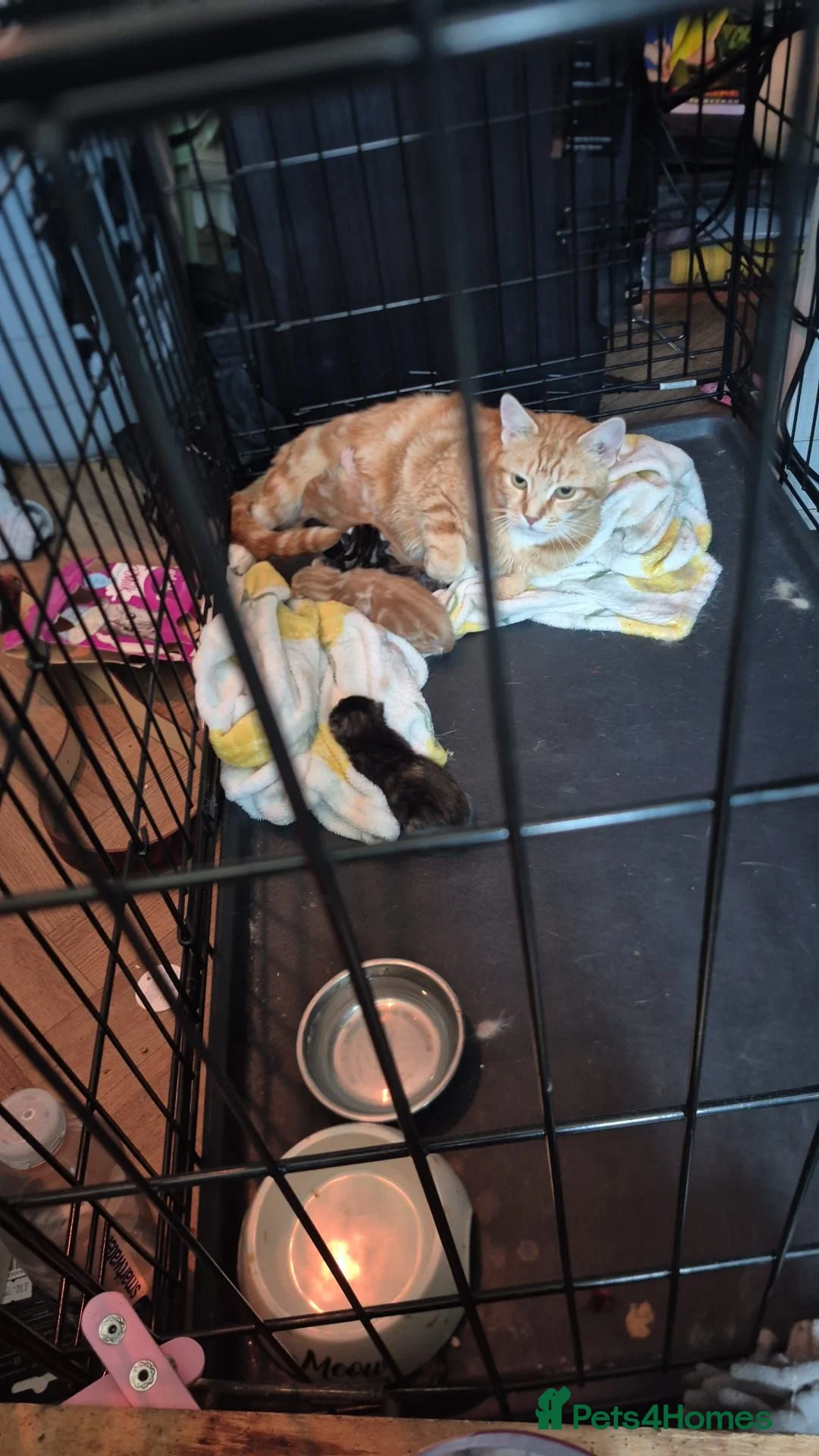 Mixed Breed cats for sale: 3 kittens for sale. Very social,  in Nottingham - Advert 9