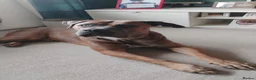 Mixed Breed dogs for sale: Diesel in Winsford - Advert 1