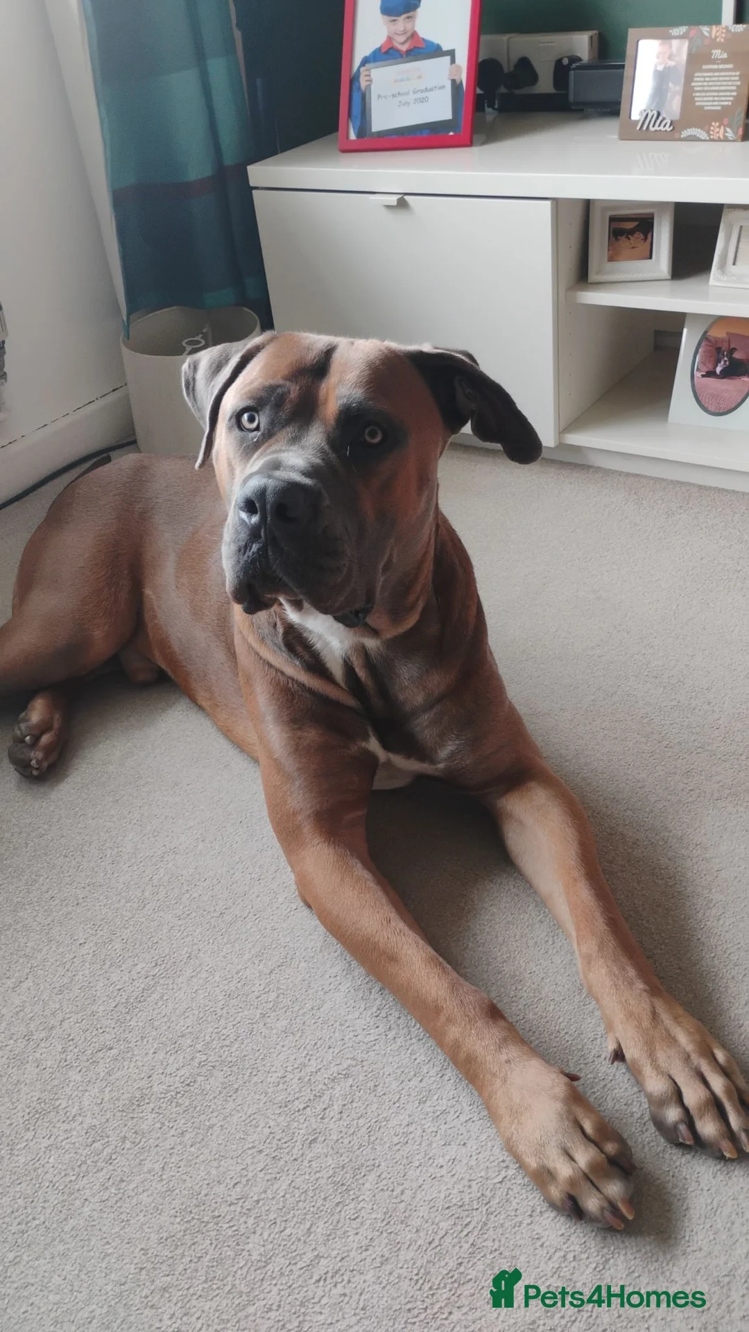 Mixed Breed dogs for sale: Diesel in Winsford - Advert 1