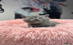 Scottish Fold cats for sale: Scottish fold adorable kitties 🐾  - Image 9