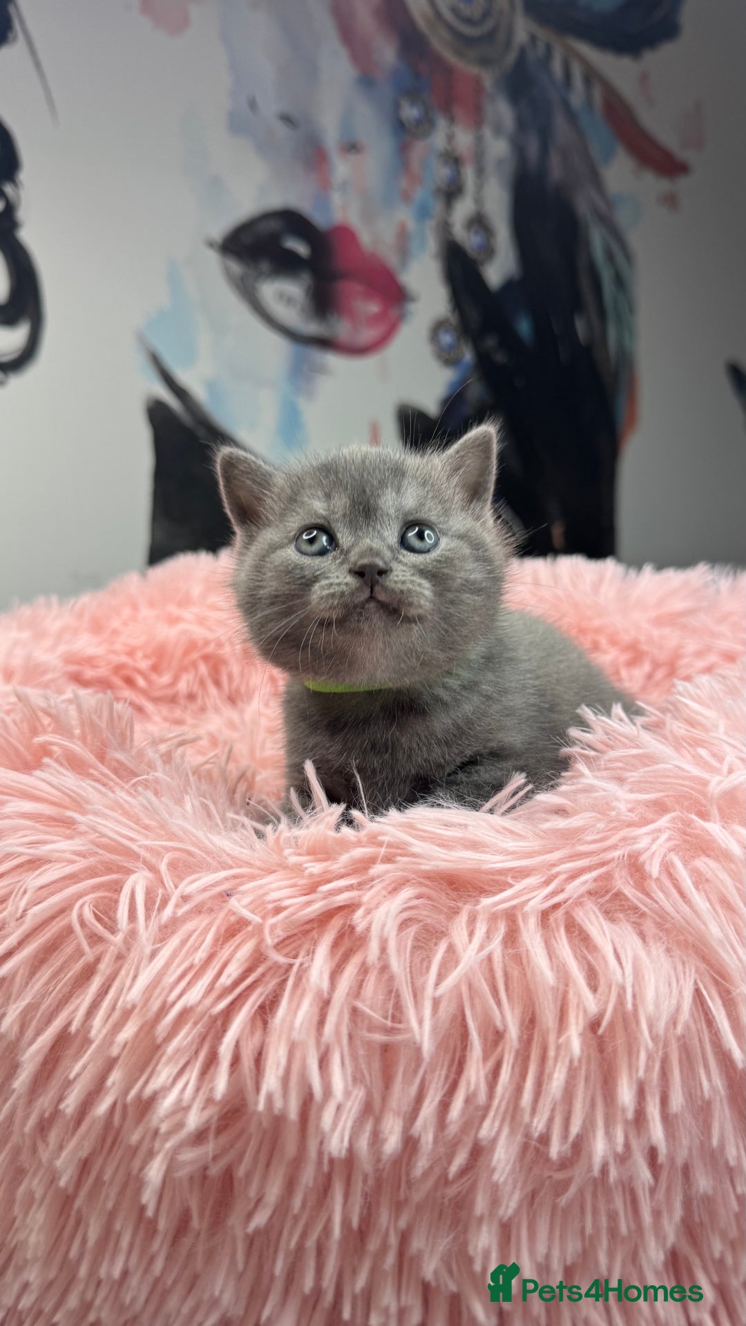 Scottish Fold cats for sale: Scottish fold adorable kitties 🐾  - Image 9