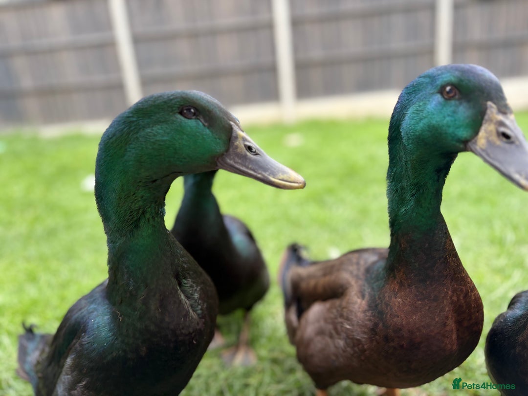 Ducks poultry for sale: Cayuga Ducks Male x 4  - Advert 7