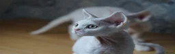 Devon Rex cats for sale: White Female Kitten Available 🤍 - Advert 11
