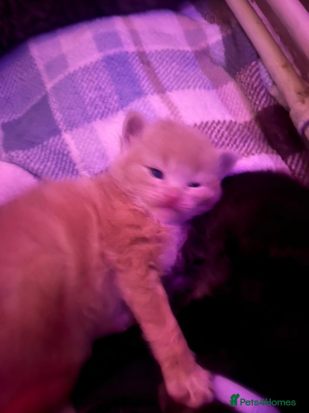 Maine Coon cats for sale: stunning maincoon babies  - Advert 5