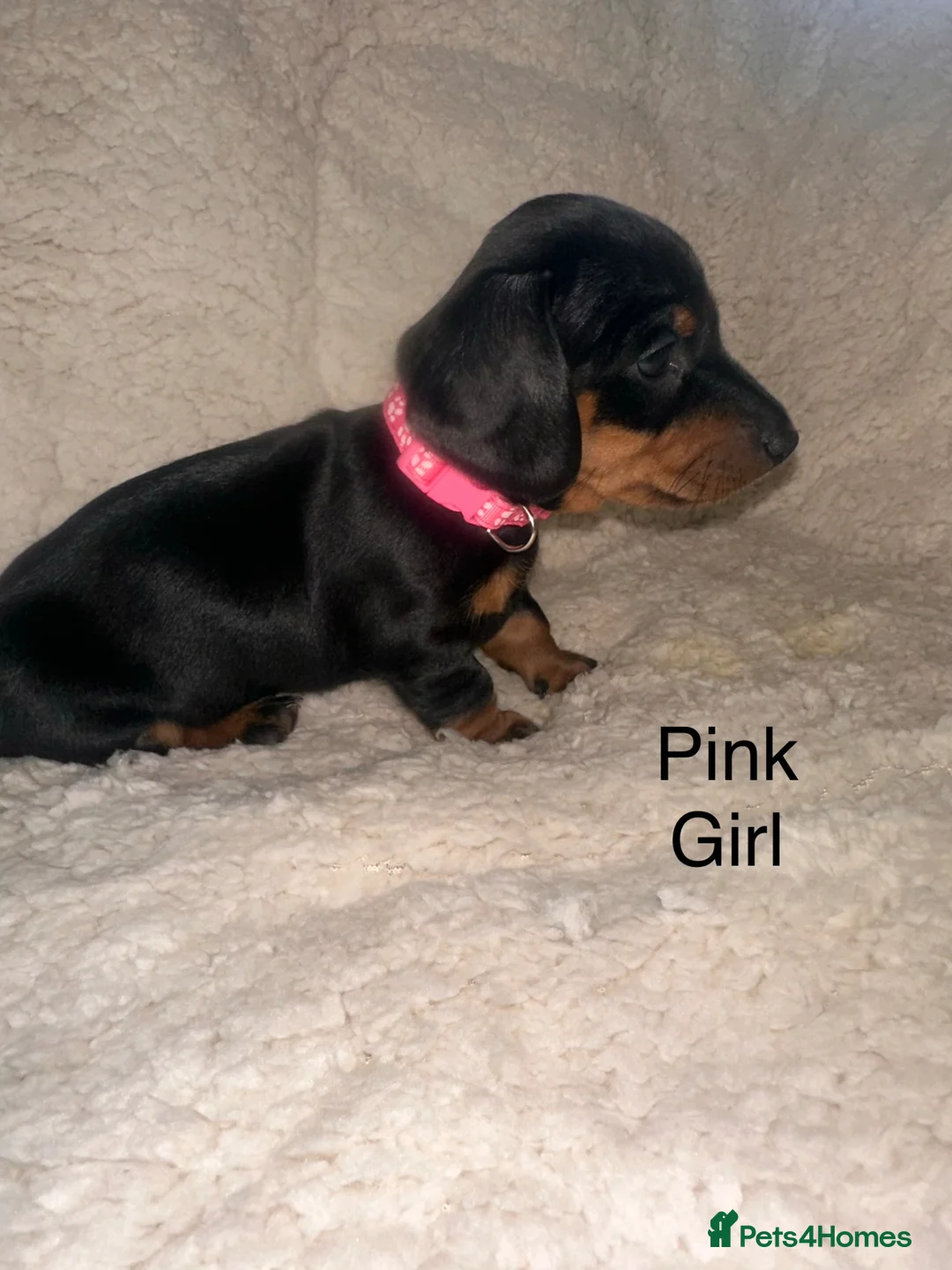 Miniature Dachshund dogs for sale: Kc Registered 5 Beautiful Dachshund Puppies  - Advert 6