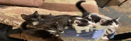 Mixed Breed cats for sale: Kittens ready  - Advert 7