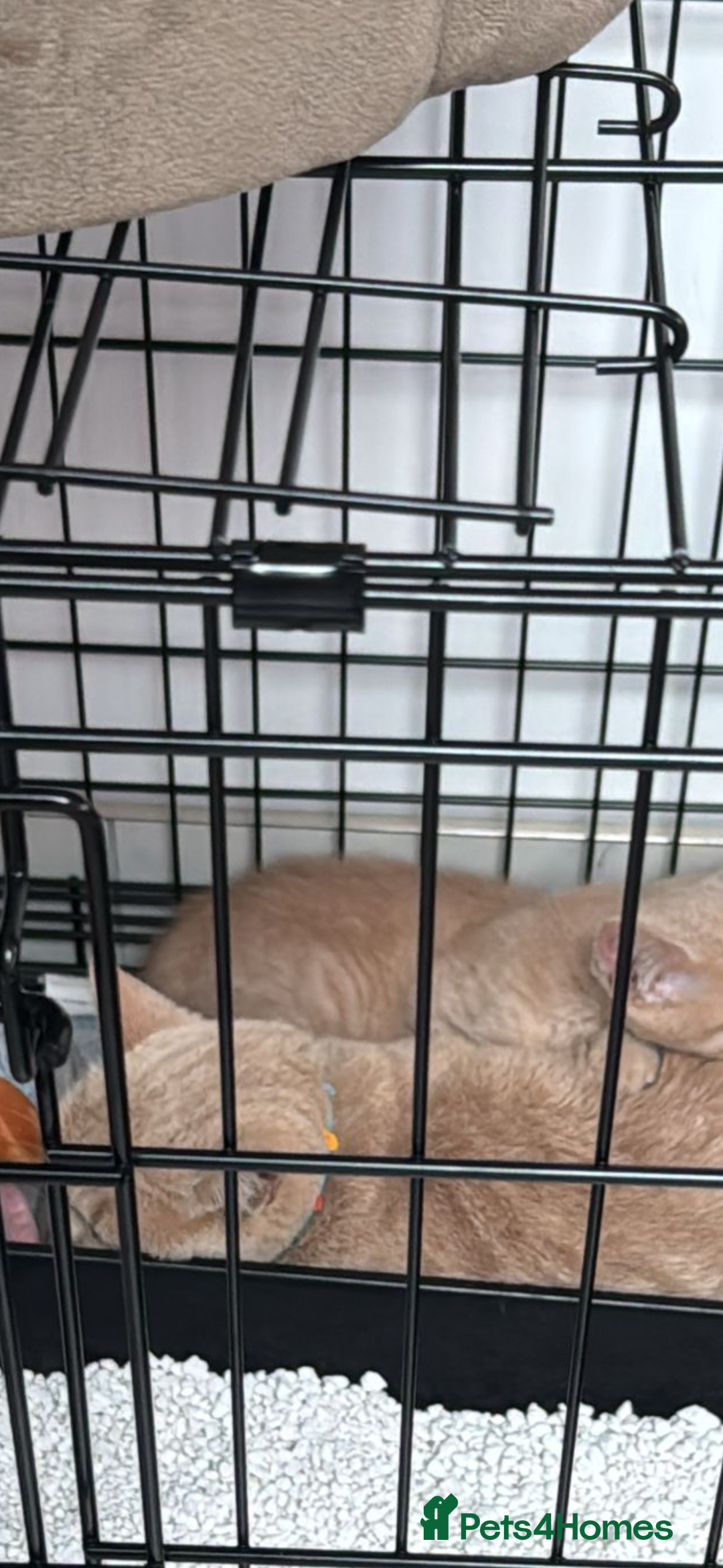 British Shorthair cats for sale: 10 week old male British shorthair  - Image 3