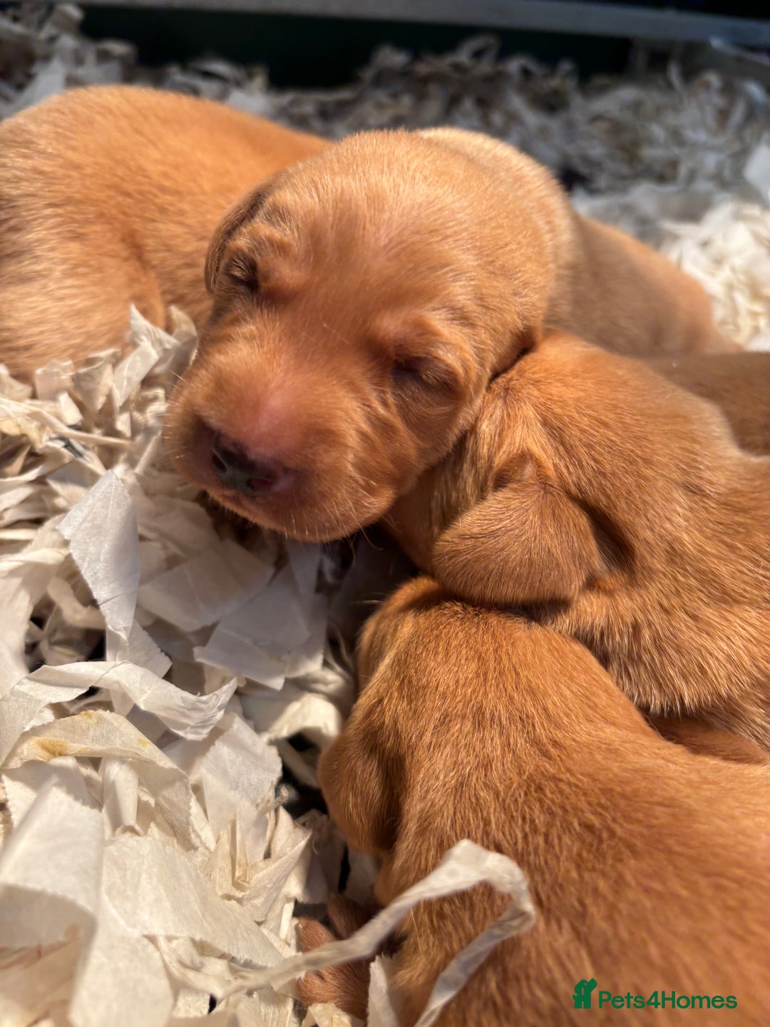 Labrador Retriever dogs for sale: KC Registered Fox Red Labradors - Image 5