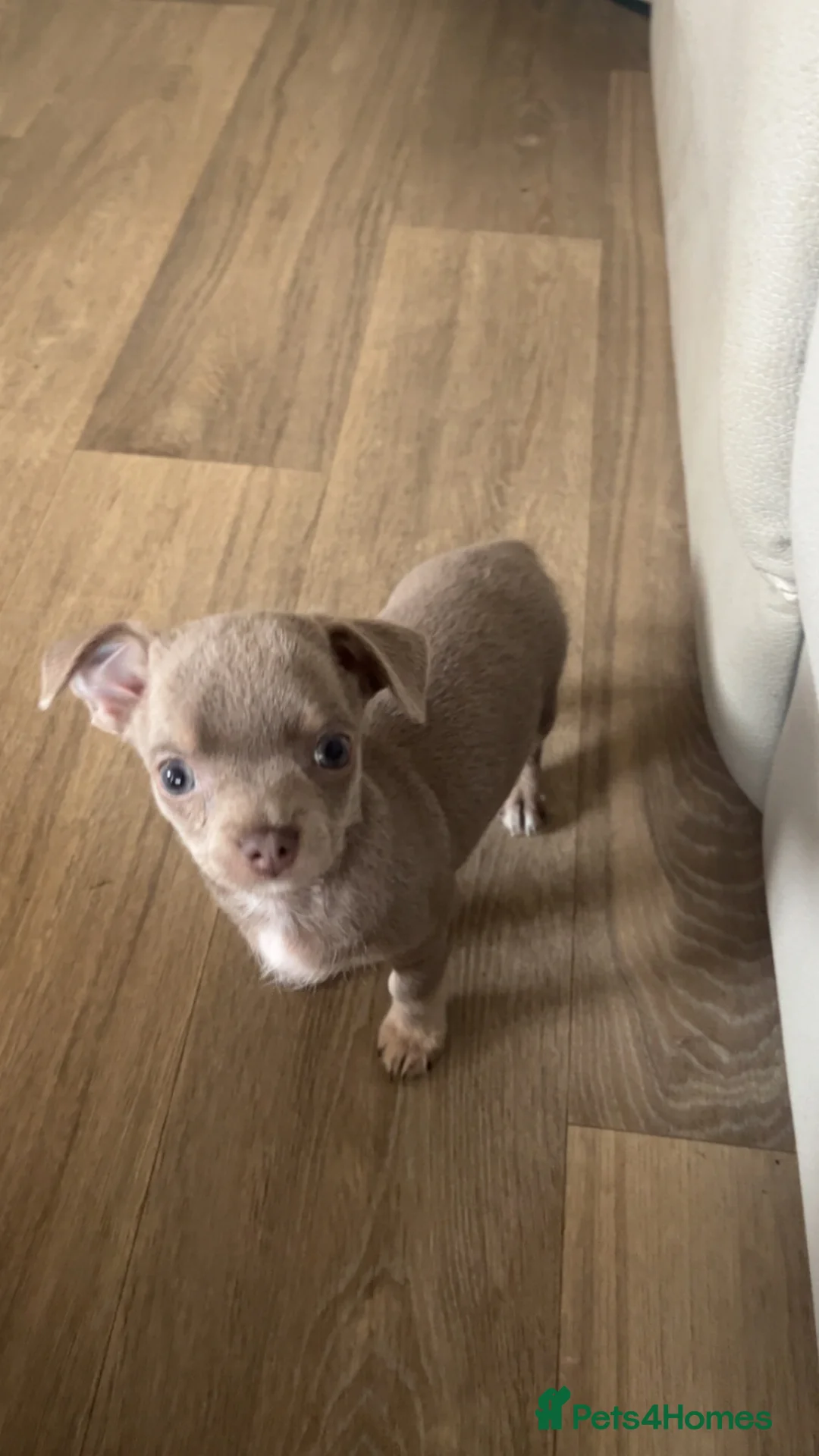Chihuahua dogs for sale: Chihuahuas - Advert 2