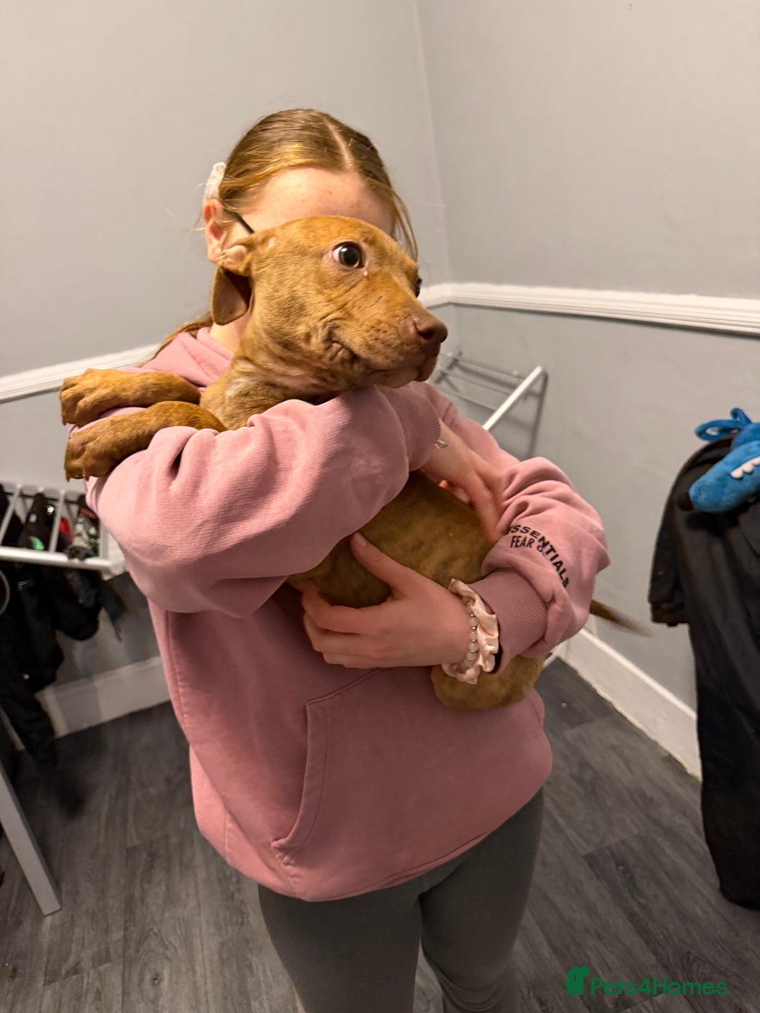 Staffordshire Bull Terrier dogs for sale: Female staff puppy - Advert 2