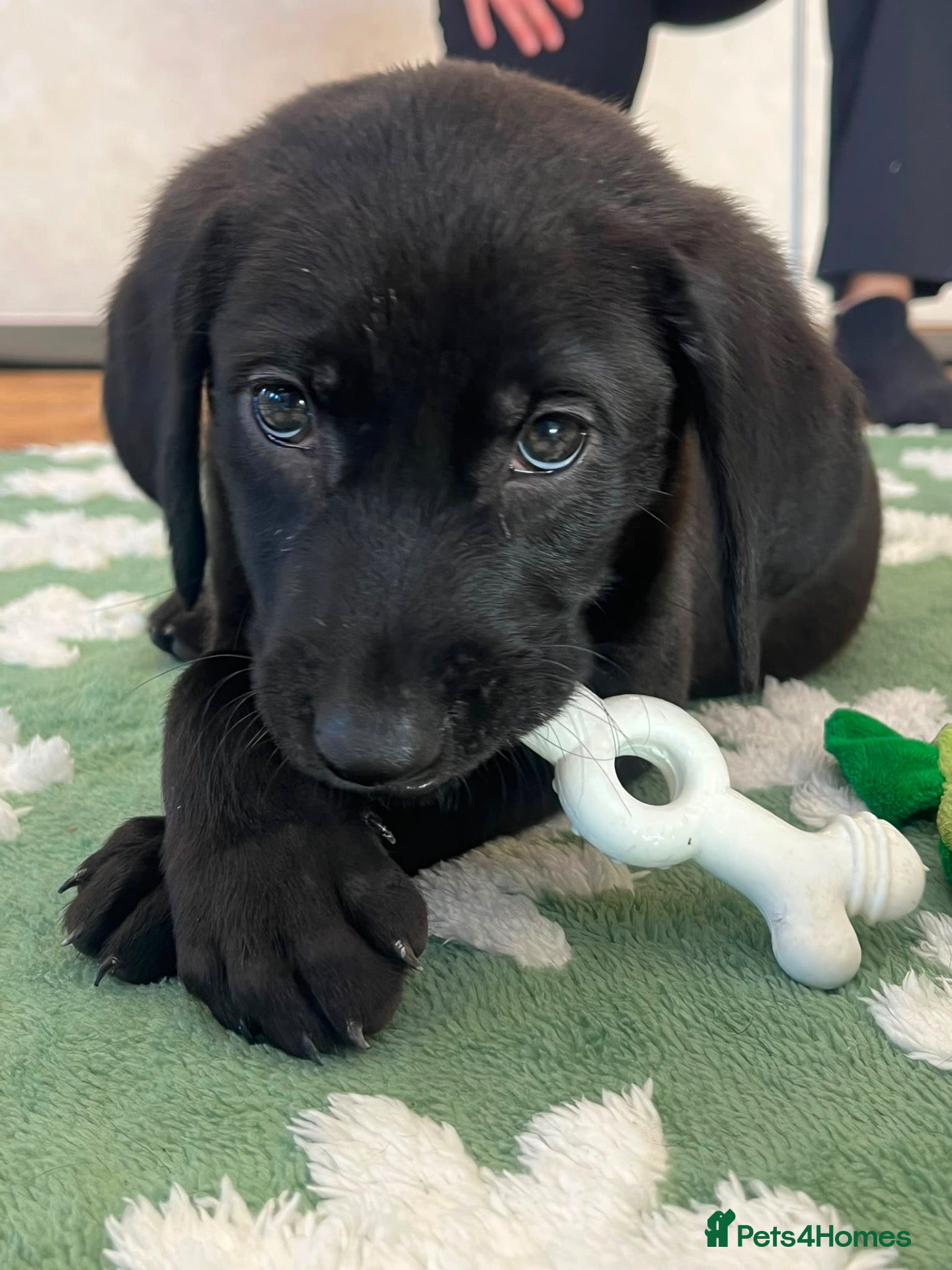 Labrador Retriever dogs KC Registered Labrador Puppies 🐾🐾🐾 - Advert 2