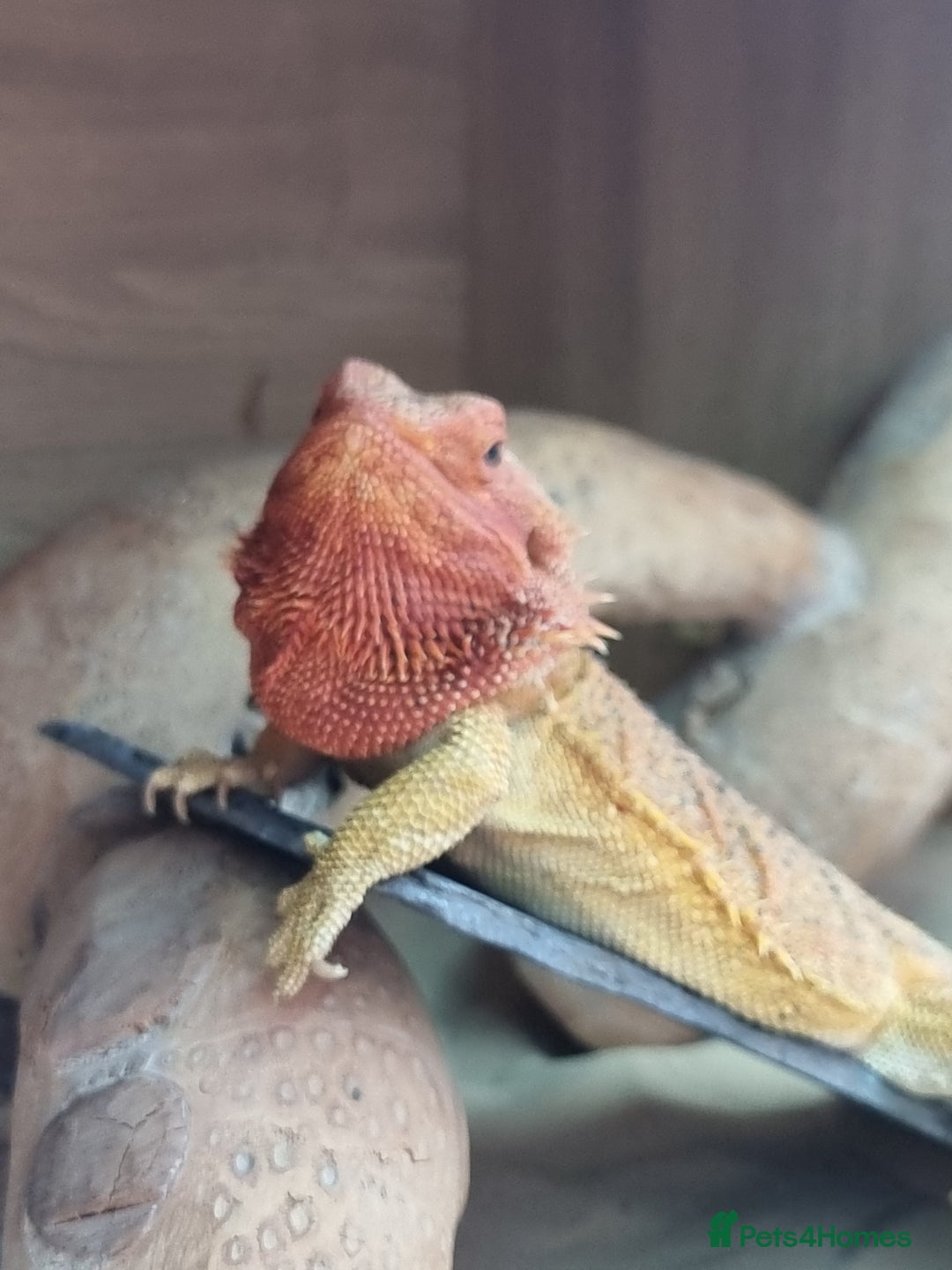 Bearded Dragon reptiles for sale: Bearded dragon and setup looking to be rehomed - Advert 3
