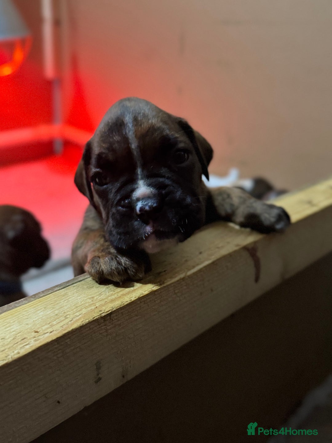 Boxer dogs for sale: Boxer Puppies UPDATED PHOTOS  - Advert 8