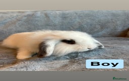 Lionhead rabbits for sale: Lion head Bunnys  - Image 3