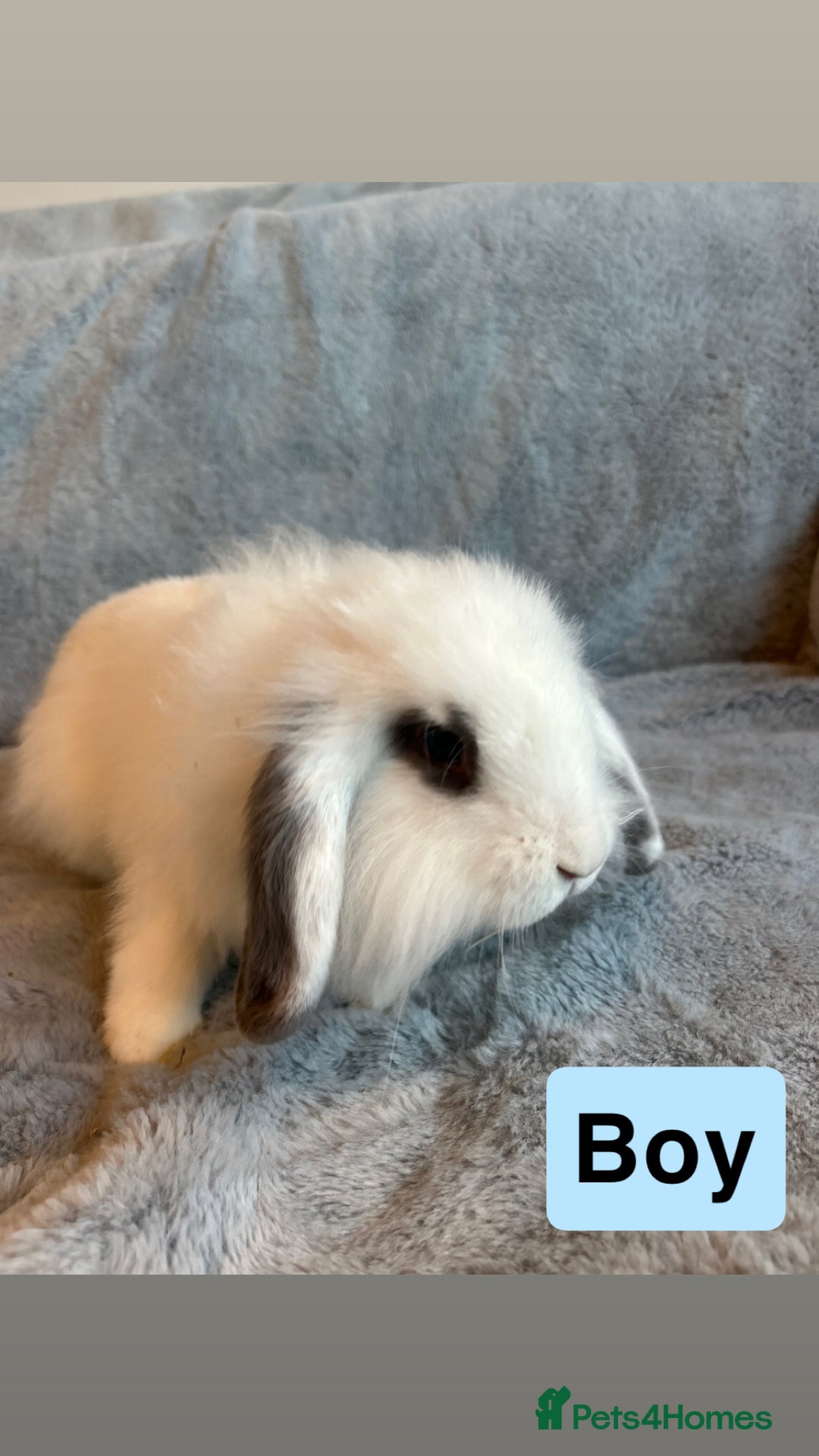 Lionhead rabbits for sale: Lion head Bunnys  - Image 3