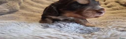 Cocker Spaniel dogs for sale: RKC SHOW COCKER SPANIEL PUPPY EXTENSIVELY HEALTH - Advert 5