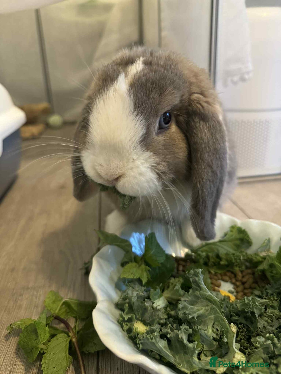 Mini Lop rabbits for sale: Small lop rabbit  - Advert 3