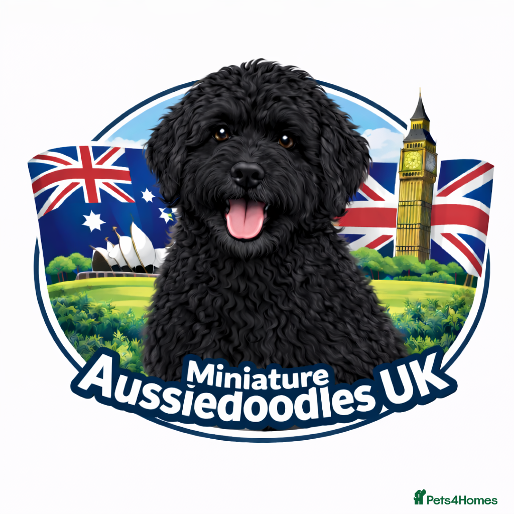 Aussiedoodle dogs LAST PUP! MINI AussieDoodle Pup 💙💙 - Advert 15