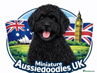 Aussiedoodle dogs LAST PUP! MINI AussieDoodle Pup 💙💙 - Advert 2