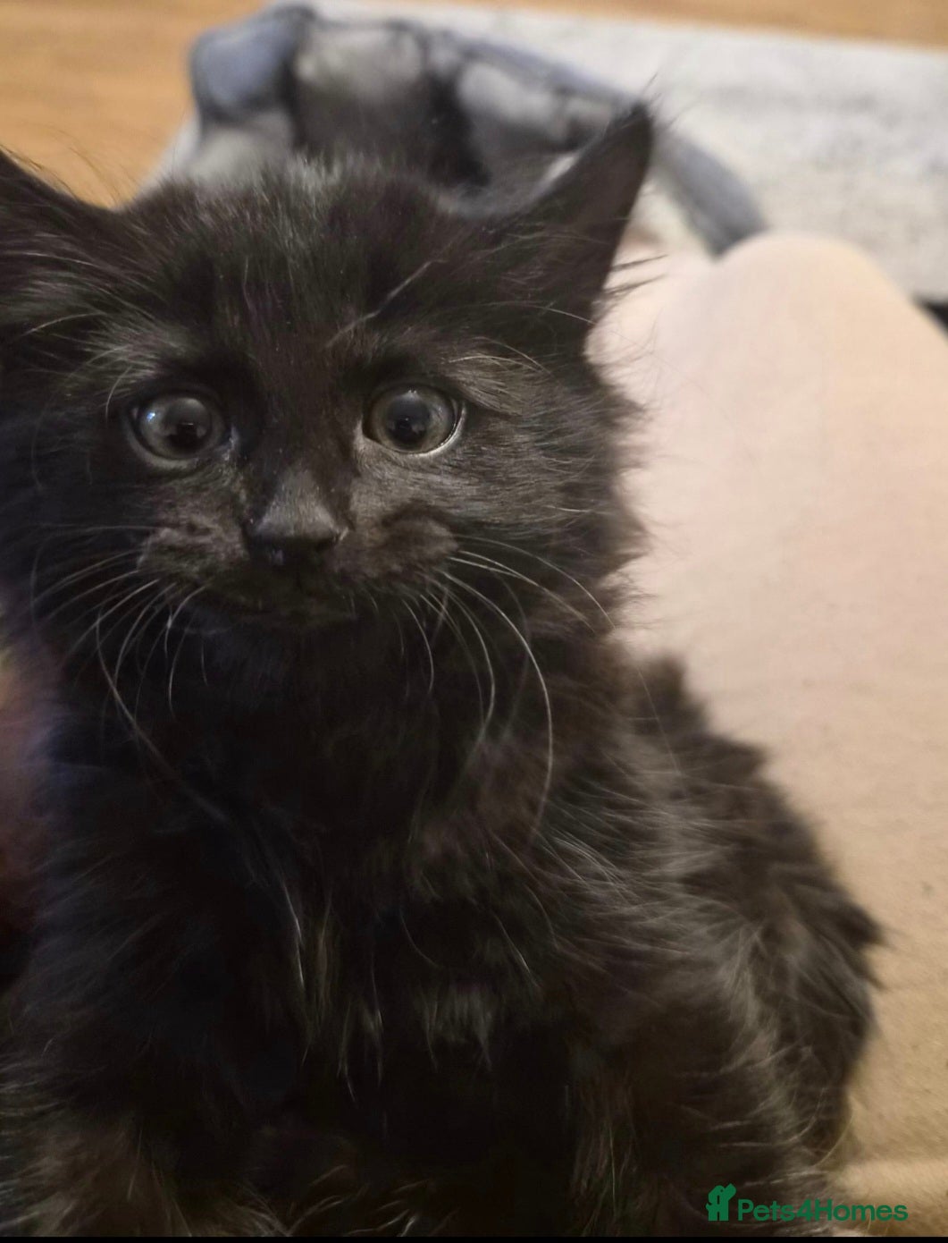 British Longhair cats Friendly playful long haired kitten  - Advert 2