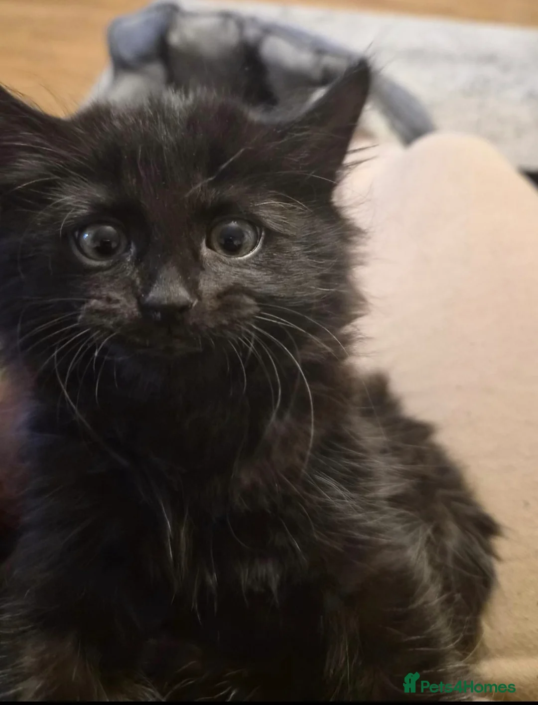 British Longhair cats for sale: Friendly playful long haired kitten  - Advert 1