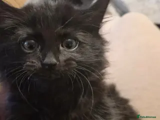 British Longhair cats Friendly playful long haired kitten - Advert 2