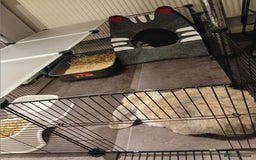 French Lop rabbits for sale: French lop  - Advert 4