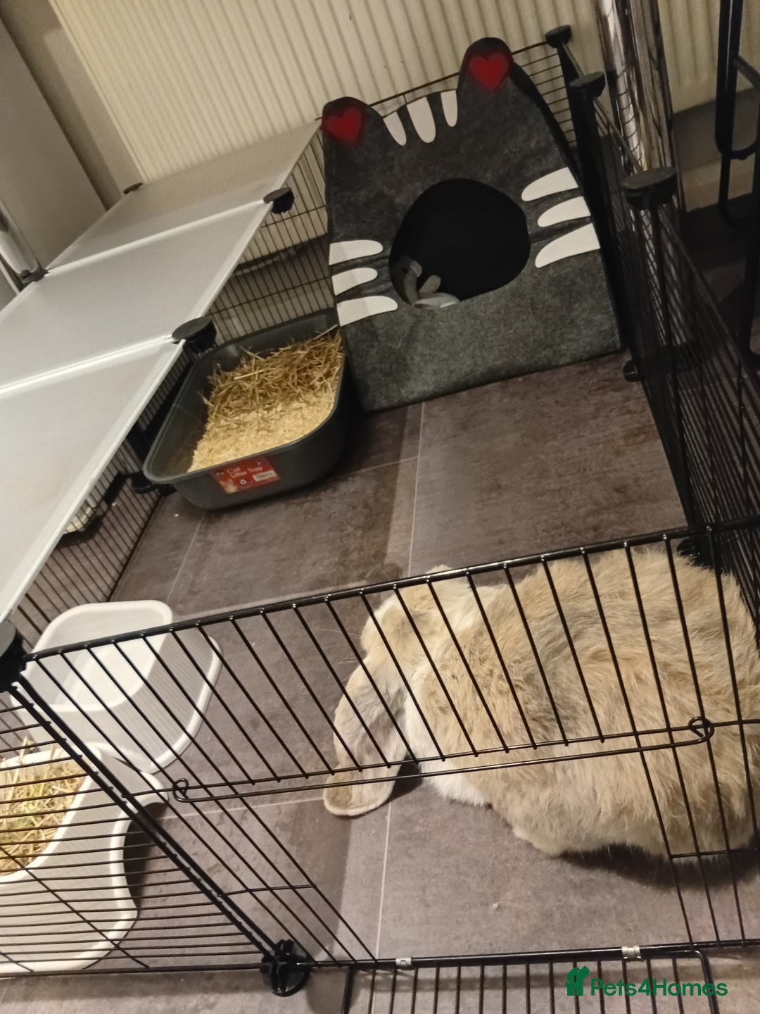 French Lop rabbits for sale: French lop  - Advert 4