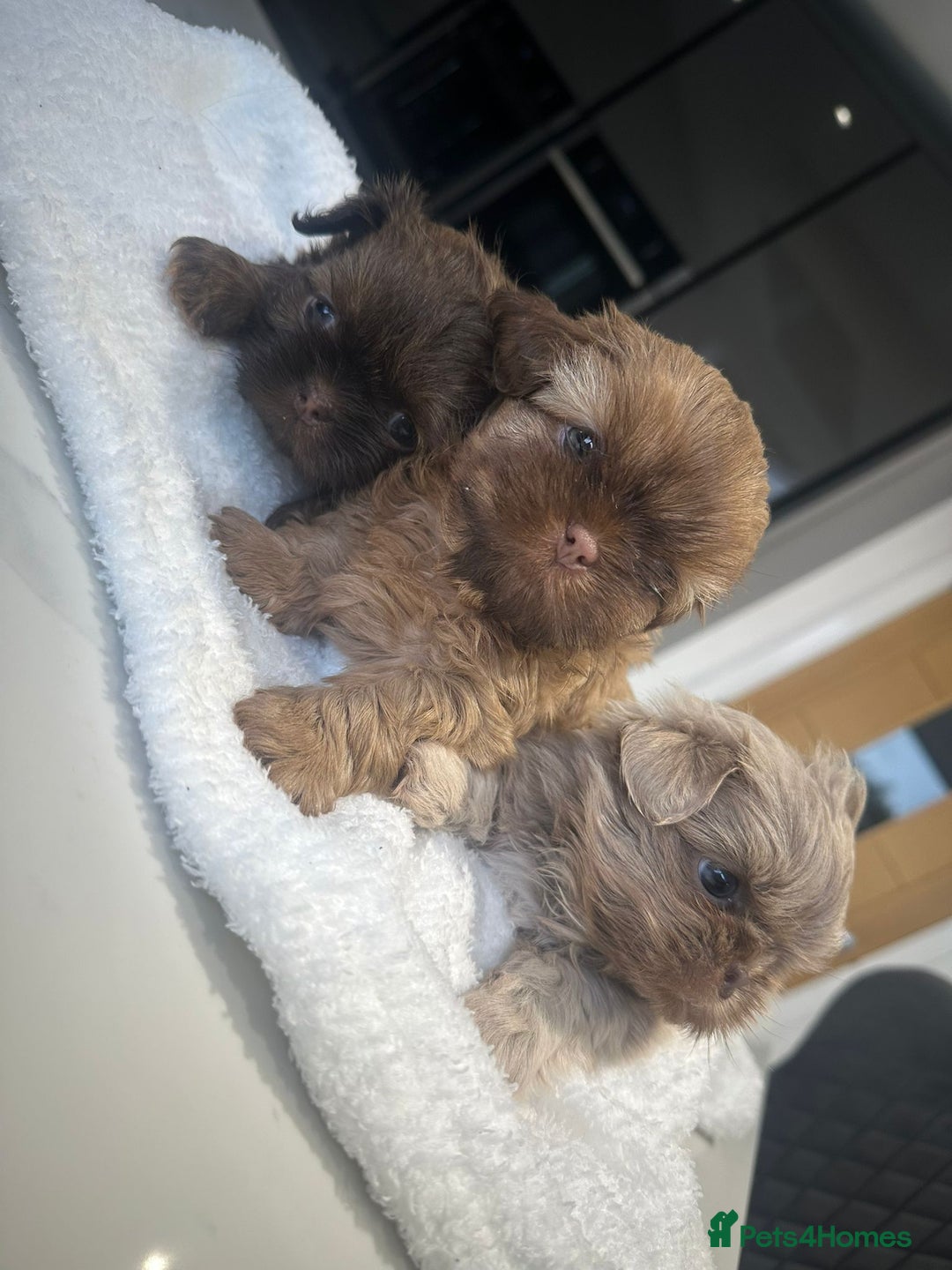 Shih Tzu dogs for sale: 🐶Imperial ShihTzu Puppies–Exceptional Bloodline🐶 - Image 5
