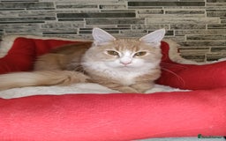 Maine Coon cats for sale: Maine coon kittens 'PuuureLove'  - Image 15