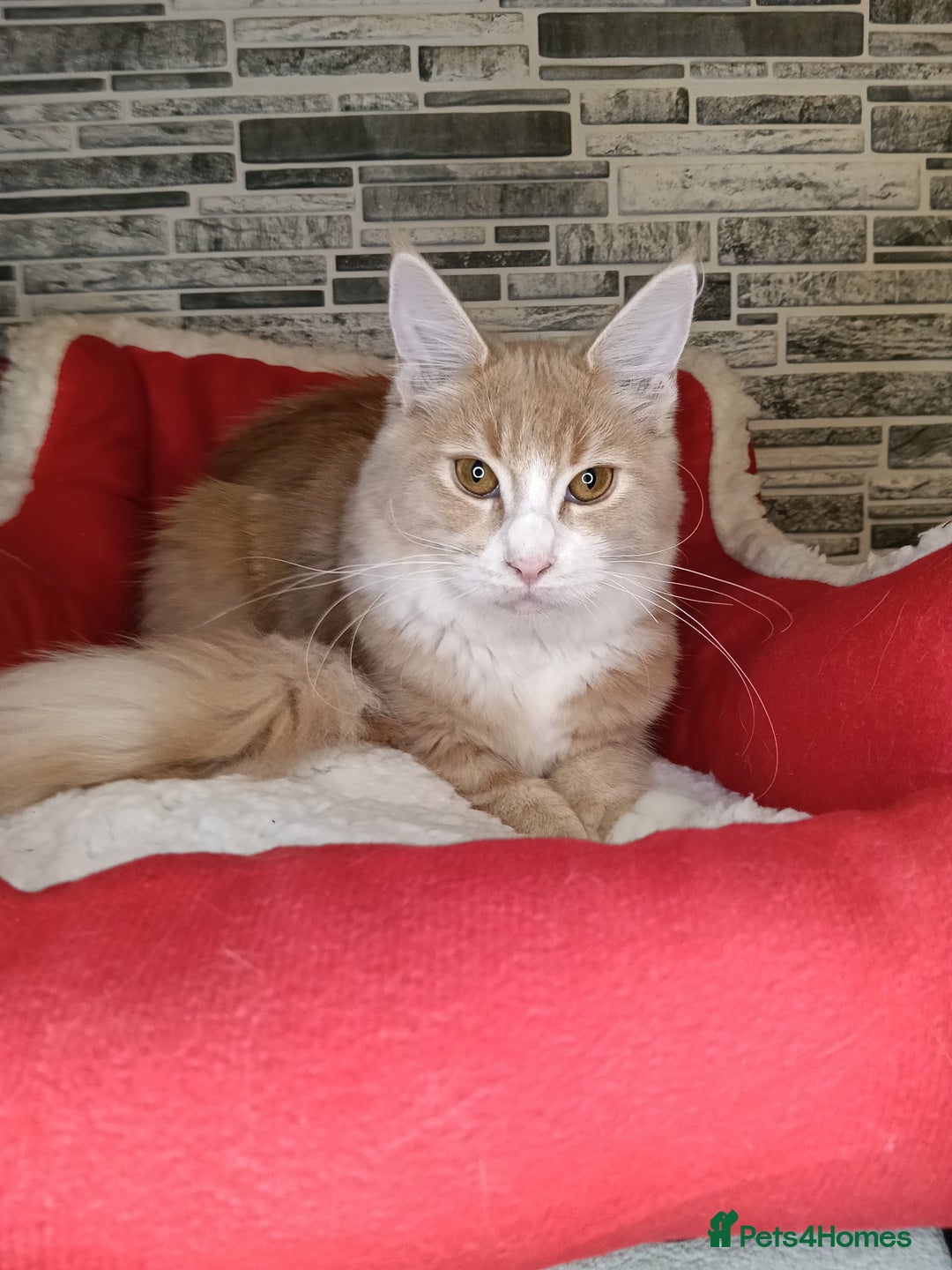 Maine Coon cats for sale: Maine coon kittens 'PuuureLove'  - Image 15