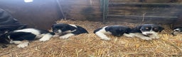 Border Collie dogs for sale: Border collie puppies  - Advert 13