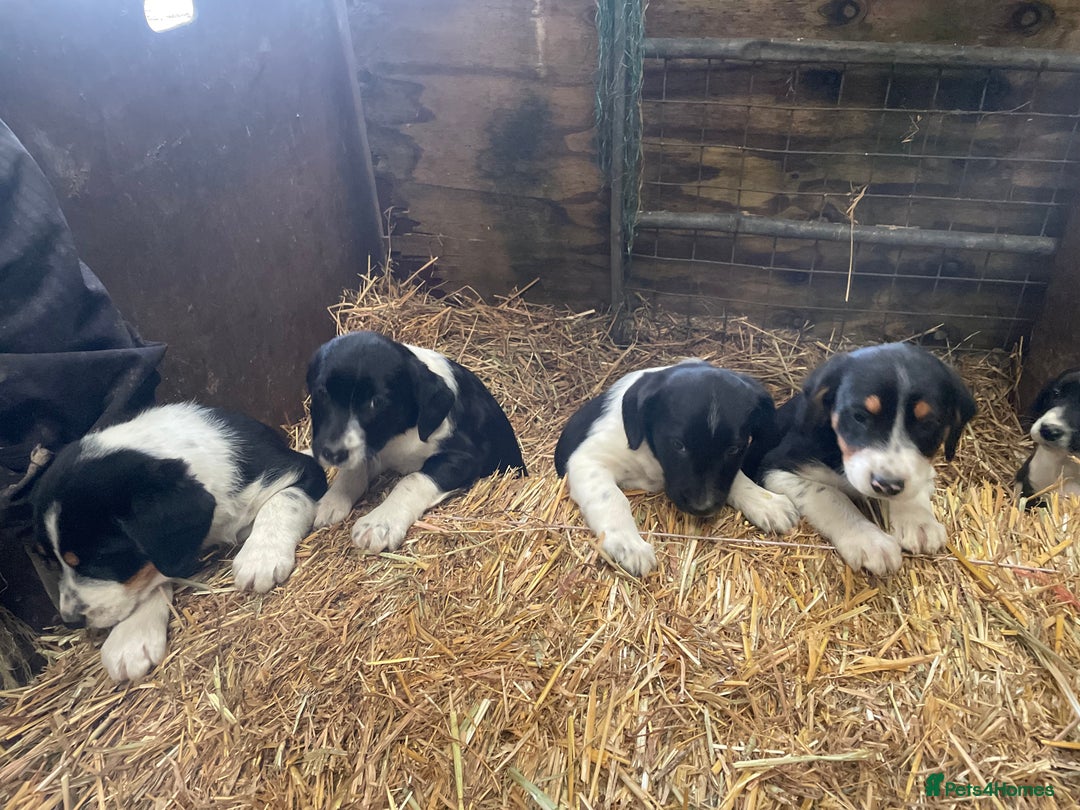 Border Collie dogs for sale: Border collie puppies  - Advert 13