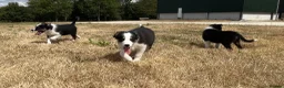 Border Collie dogs for sale: Boarder collie puppies  - Advert 1