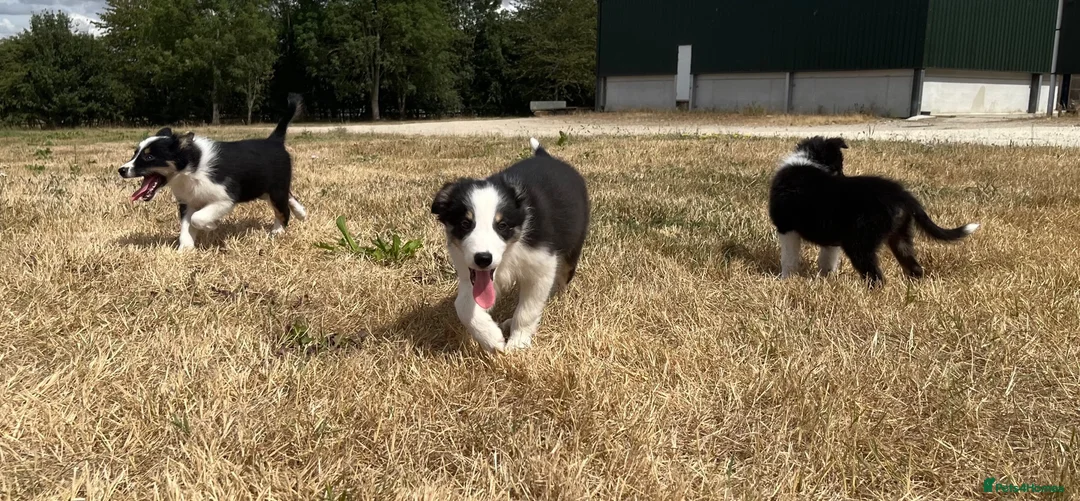 Border Collie dogs for sale: Boarder collie puppies  - Advert 1