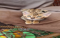 Bengal cats for sale: Amazing Bengal kittens 🥰 last boy left ❤️ in Corby - Image 31
